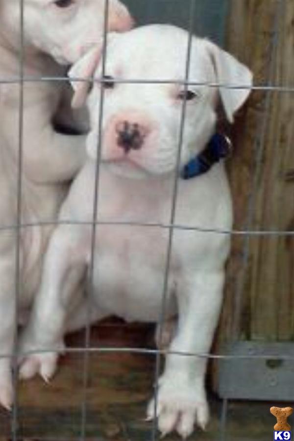 dogo argentino puppy posted by Cordoba Dogos